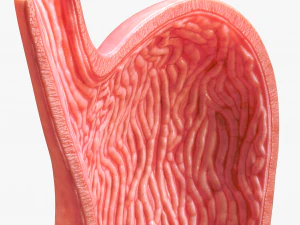 Human Stomach 3D Model