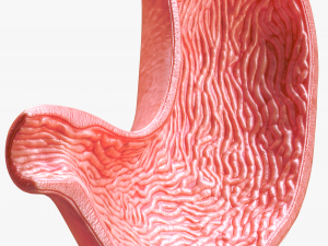Human Stomach Modelo 3D