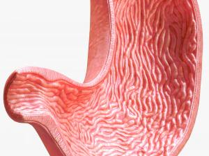 Human Stomach 3D Model