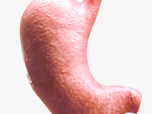 Human Stomach Modelo 3D