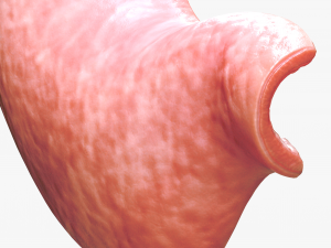Human Stomach Modelo 3D