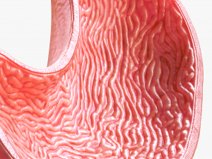 Human Stomach Modelo 3D