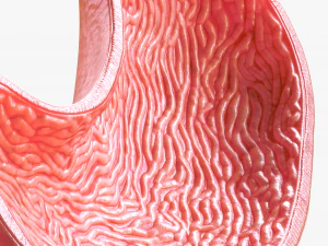 Human Stomach 3D Model