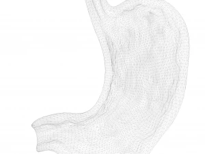 Human Stomach 3D Model
