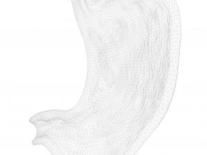 Human Stomach Modelo 3D