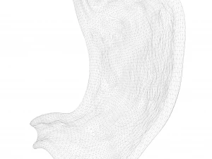 Human Stomach 3D Model