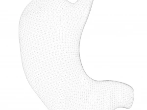 Human Stomach 3D Model