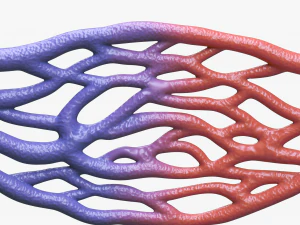 Blood Vessel Cross Section 3D Model