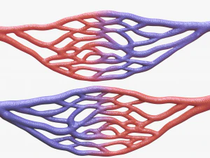 Blood Vessel Cross Section 3D Model