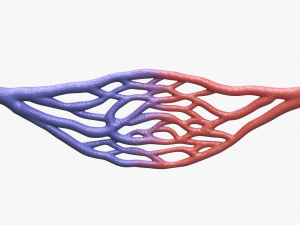 Blood Vessel Cross Section 3D Модель