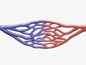 Blood Vessel Cross Section 3D Model