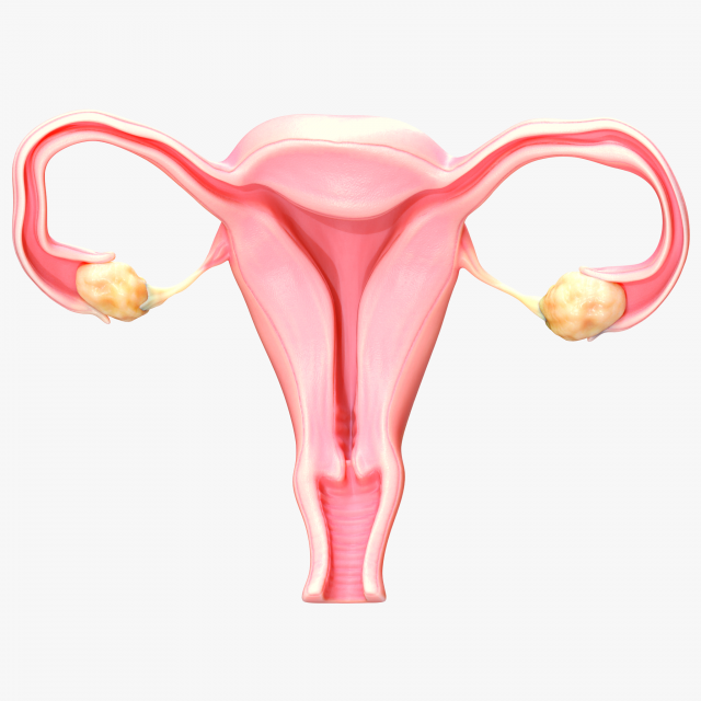 Female Reproductive System 3Dモデル .c4d .max .obj .3ds .fbx .stl .blend 