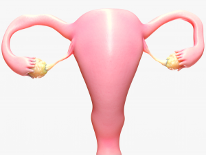 Female Reproductive System 3Dモデル