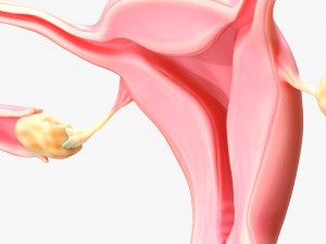 Female Reproductive System 3Dモデル