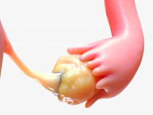 Female Reproductive System 3Dモデル