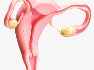 Female Reproductive System 3Dモデル