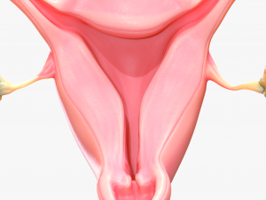 Female Reproductive System 3Dモデル