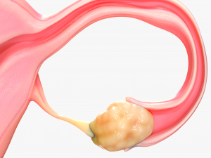 Female Reproductive System 3Dモデル