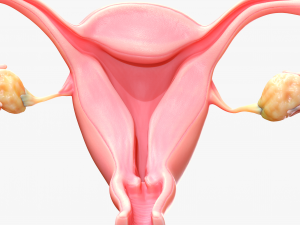 Female Reproductive System 3Dモデル