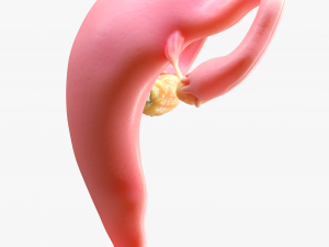 Female Reproductive System 3Dモデル