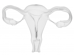 Female Reproductive System 3Dモデル