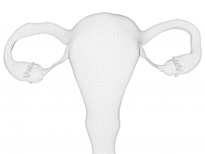 Female Reproductive System 3Dモデル