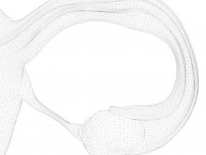 Female Reproductive System 3Dモデル