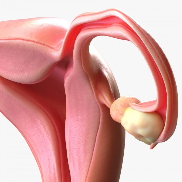 Female Reproductive System Cyst 3D Модель .c4d .max .obj .3ds .fbx .stl .blend 