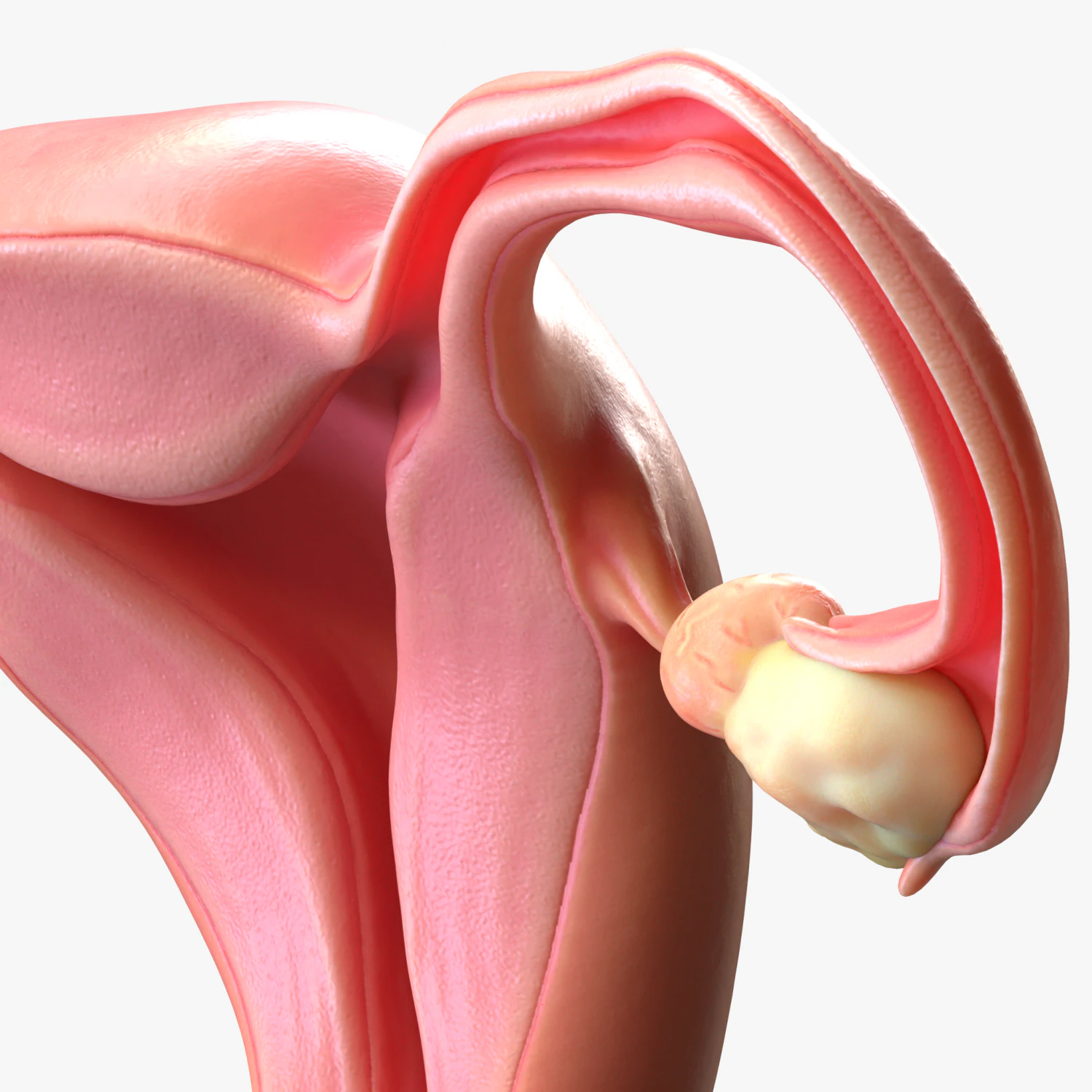 Female Reproductive System Cyst 3D Model .c4d .max .obj .3ds .fbx .stl .blend 