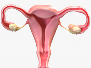 Female Reproductive System Cyst 3D Модель
