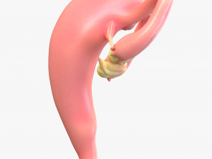 Female Reproductive System Cyst 3D Модель