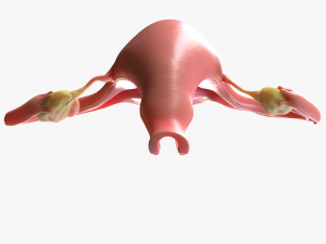 Female Reproductive System Cyst 3D Модель