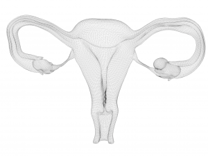 Female Reproductive System Cyst 3D Модель