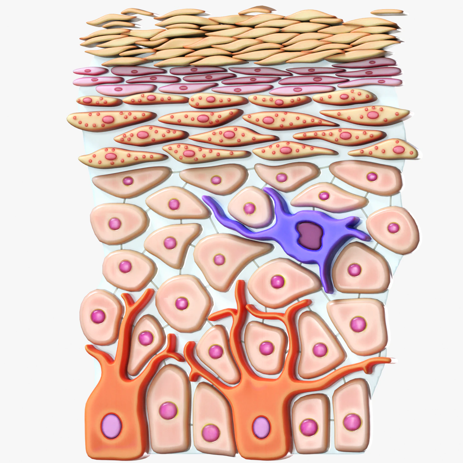 Epidermis Cross Section 3D Model .c4d .max .obj .3ds .fbx .stl .blend 