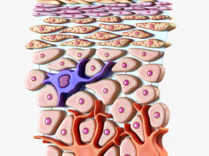 Epidermis Cross Section 3D Model