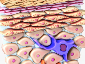 Epidermis Cross Section 3D Model