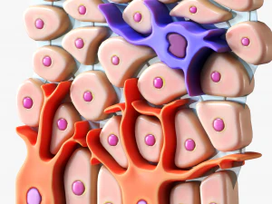 Epidermis Cross Section 3D Model