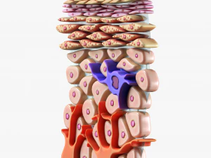Epidermis Cross Section 3D Model