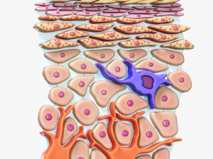 Epidermis Cross Section Model 3D