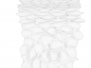 Epidermis Cross Section Model 3D