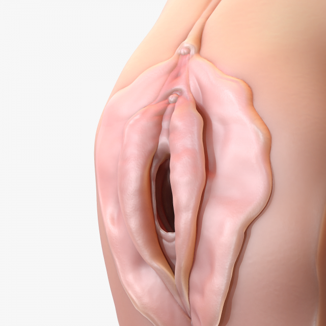 Download Realistic Anatomy of a Vagina for Study 3D Model