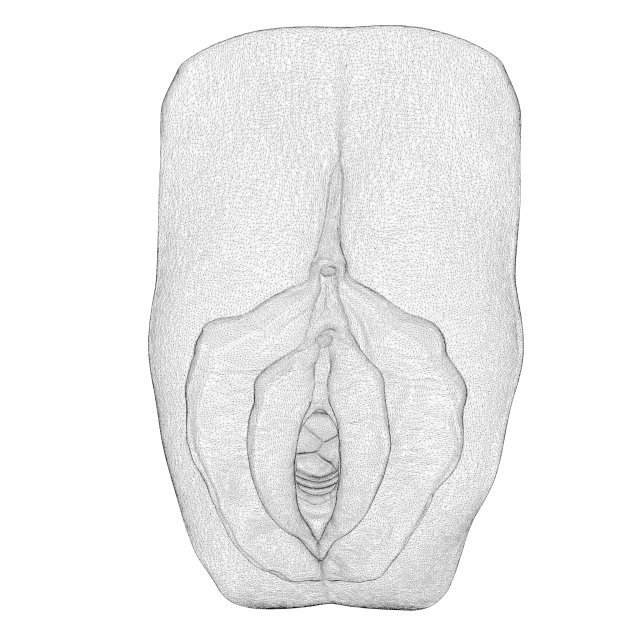 Download Realistic Anatomy of a Vagina for Study 3D Model