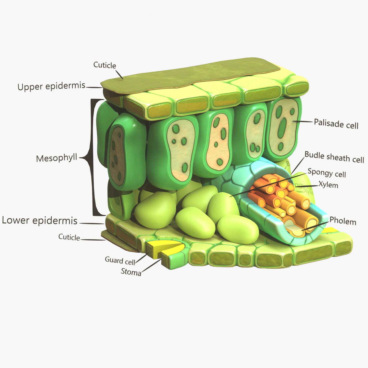 Struttura degli strati dell'anatomia fogliare Modello 3D .c4d .max .obj .3ds .fbx .stl .blend 