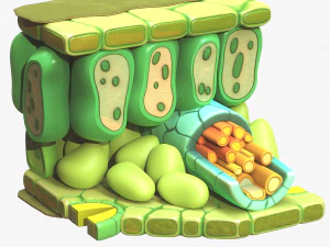 Struttura degli strati dell'anatomia fogliare Modello 3D