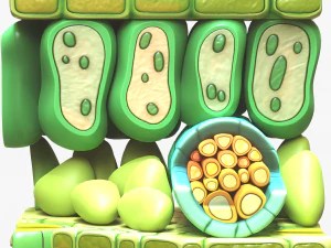 Struttura degli strati dell'anatomia fogliare Modello 3D