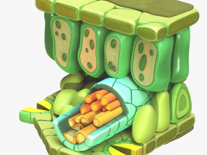 Struttura degli strati dell'anatomia fogliare Modello 3D