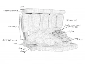 Struttura degli strati dell'anatomia fogliare Modello 3D