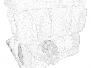 Struttura degli strati dell'anatomia fogliare Modello 3D