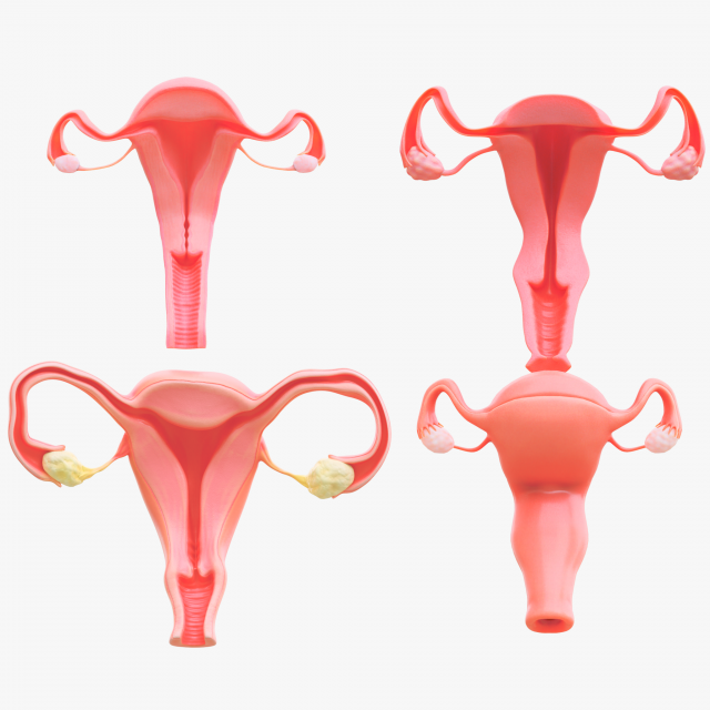 Female Reproductive System Section Bundle Model 3D .c4d .max .obj .3ds .fbx .stl .blend 