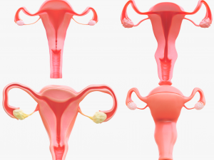 Female Reproductive System Section Bundle 3D Model